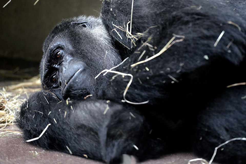 liegender trauriger Gorilla