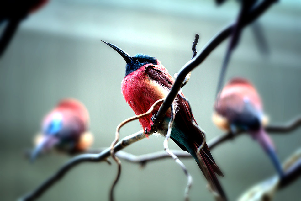 Vogel im Zoo Basel