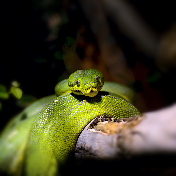 Foto einer grünen Schlange