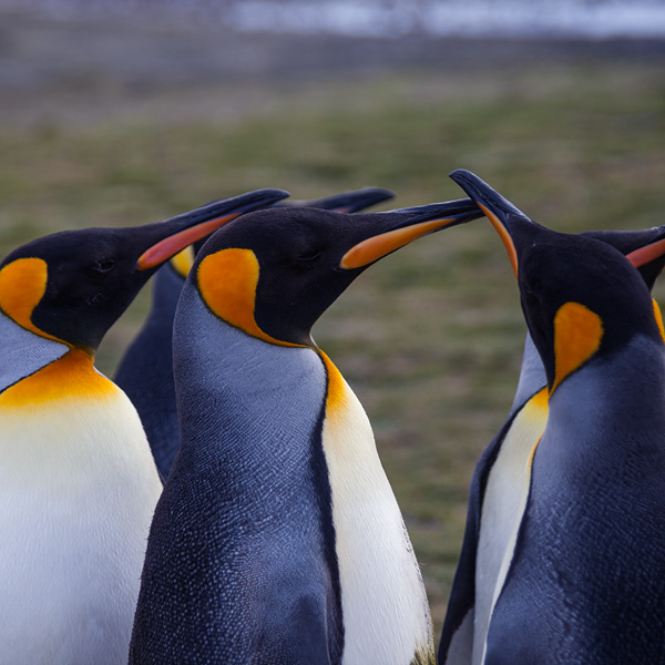 Bild einer Gruppe Pinguine